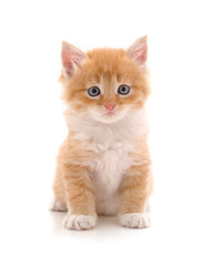 Obraz premium One little kitten.