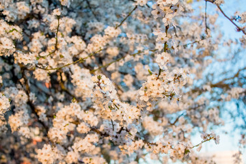 Beautiful spring cherry blossom, flower background, pink and white blossoming tree on blue sky. Copy space for your creative design