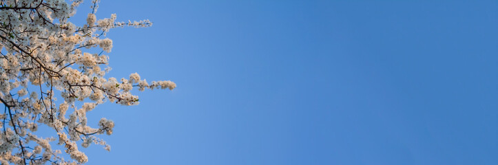 Banner with beautiful spring cherry blossom, flower background, pink and white blossoming tree on blue sky. Copy space for your creative design