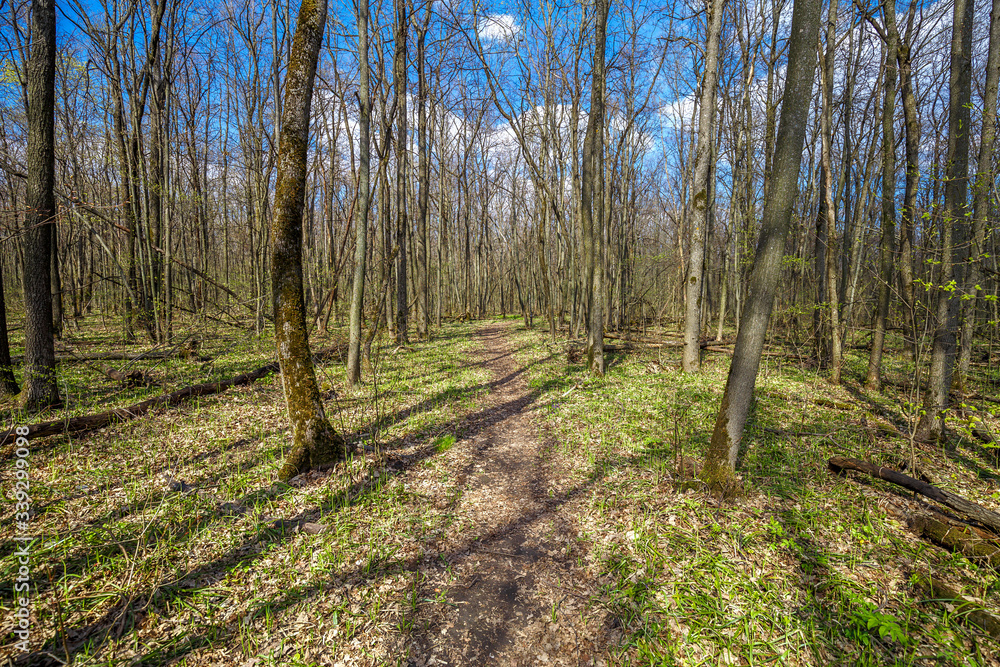 Fototapete walking along a path in a spring forest on a warm sunny day. there are tree trunks covered with moss