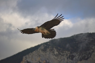 Fototapeta na wymiar Wild Bearded Vulture flying.