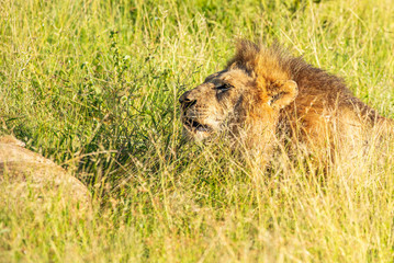 Wild lion lying down in the grass