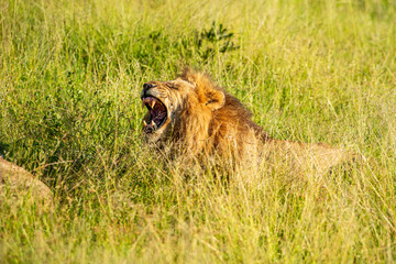 Close-up of a wild male lion roaring in African grass. Krugerpark.