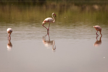 Fototapeta premium Flamingo on a lake during safari in Serengeti National Park, Tanzania