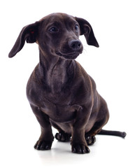 One black dachshund.