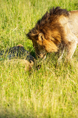 Wild lion waking up his lioness for mating in the Krugerpark, South-Africa
