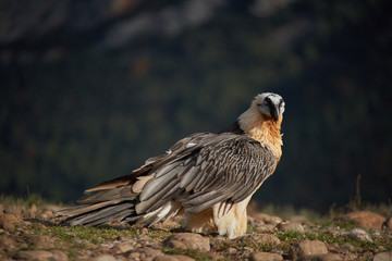 Wild Bearded Vulture flying.