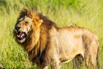 Close-up of a wild male lion roaring in African grass. Krugerpark.