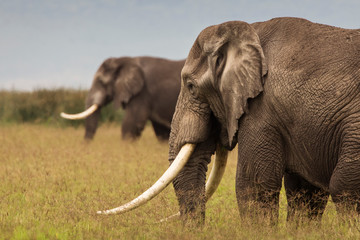 Elephants in the grass during safari in Ngorongoro National Park, Tanzania