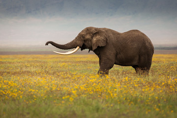 Obraz premium Single elephant in the grass during safari in Ngorongoro National Park, Tanzania