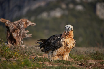 A wild bearded vulture walking.