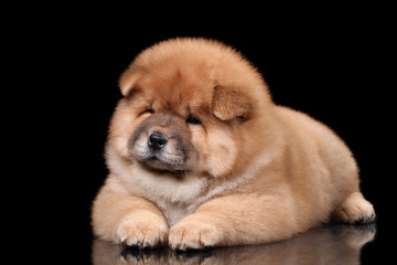 Cute fluffy chow chow puppy