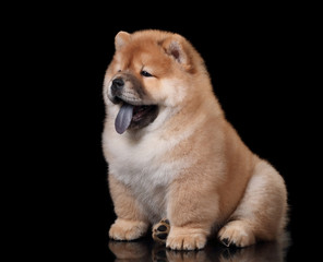 Cute fluffy chow chow puppy