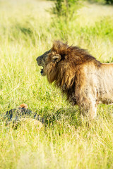 Wild lion waking up his lioness for mating in the Krugerpark, South-Africa