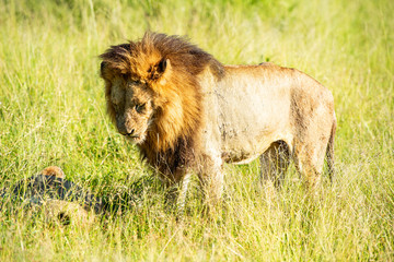 Wild lion waking up his lioness for mating in the Krugerpark, South-Africa