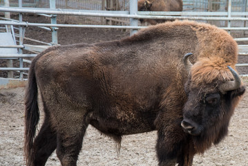 A powerful European bison surveys its territory.