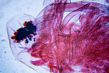 Microscopic image of Daphnia (cross-section)