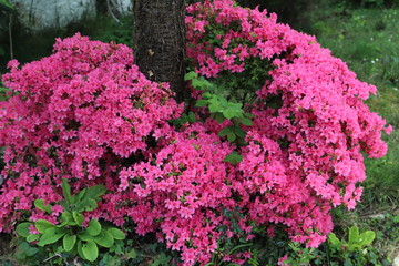 paysage du jardin au printemps  azalée rose 