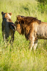 Wild lion sniffing on lioness in Africa