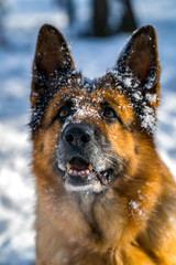 German shepherd in a winter park