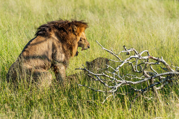 Wild lion roaring while mating with a lioness in Africa, Krugerpark