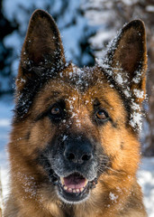 German shepherd in a winter park