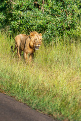 Wild lioness walking alongside the road in Krugerpark South Africa