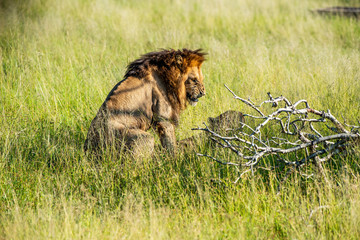 Wild lion roaring while mating with a lioness in Africa, Krugerpark