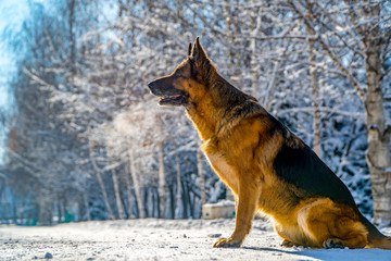 German shepherd in a winter park