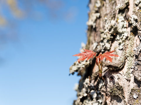 Jeune pousse sur le tronc d'un arbre au printemps