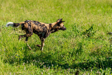 Wild dog walking through grass in South Africa on safari in the Krugerpark 