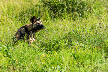 Wild dog relaxing in the grass in South Africa on safari in the Krugerpark 
