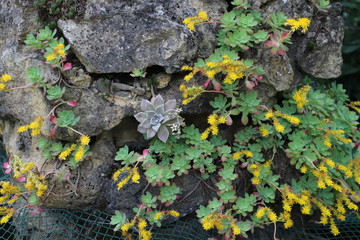 paysage d'un jardin au printemps plante grasse