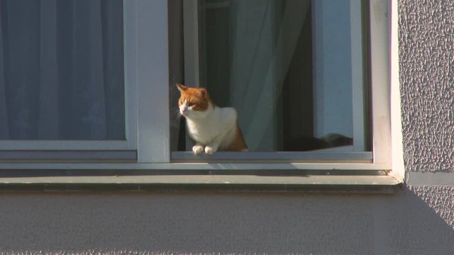 Close up cat looking staring out of the open window. Orange Tabby cat pawing at window with birds eye view of building across the street in New York City in 4K. pet at home. Cozy scene, lifestyle.