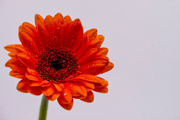Gerbera flower - macro photography red, yellow, orange, pink with detail of Gerbera flower with...