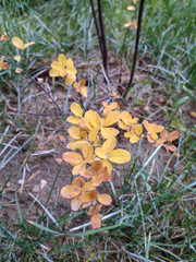 Small yellow leaves on a low Bush against a background of green grass