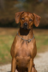 Sitting brown dog Rhodesian Ridgeback head portrait 