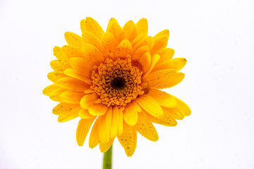 Gerbera flower - macro photography red, yellow, orange, pink with detail of Gerbera flower with another blurred flower in the background.