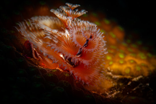 Christmas tree worm (Spirobranchus giganteus) on the Something Special dive site, Bonaire, Netherlands Antilles