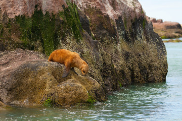 Female sea lion entering the sea.