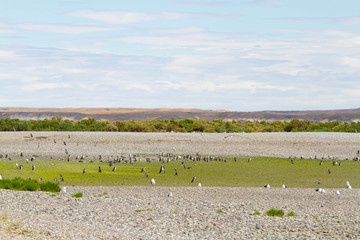 Magellanic penguin colony in Desado ria, Patagonia Argenina