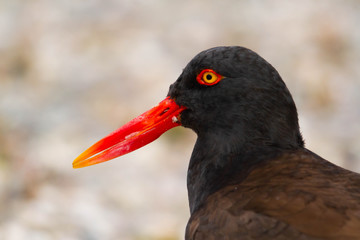 Close-up of black oystercatcher in Patagonia