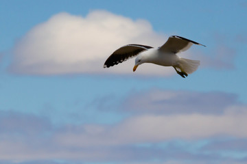 Fototapeta na wymiar Common seagull flying on the coast of the Deseado ria