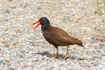 black oystercatcher calling his partner and marking territory