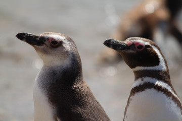 Magellanic penguin adult and a juvenile coming out of the sea