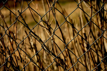 small dry flowers in old metal fence behind. Old metal fence, flowers and plants in the spring