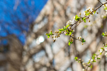 Branch of a blossoming fruit tree on a spring sunny day