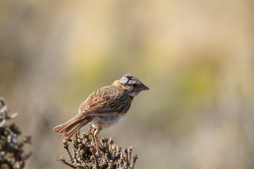 Rubius-collared sparrow perched on a bush branch