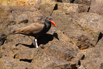 Black oystercatcher searching for food
