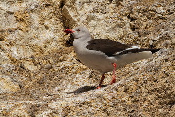 Adult specimen of gray gull on the rocks.